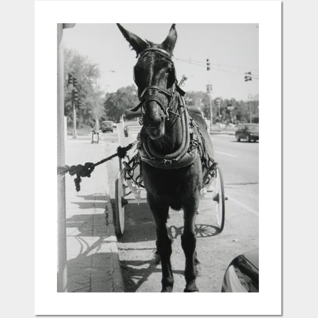 A Mule in New Orleans Wall Art by Reilly's Fine Art and Designs